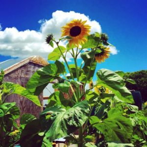 a sunflower against a blue sky with clouds